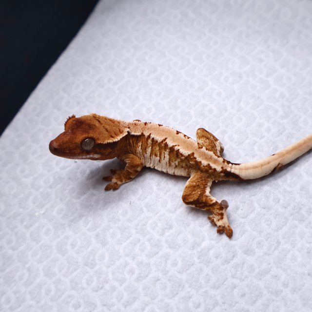 트라이 텐저린 화이트