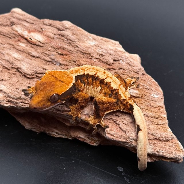 Tri Drippy Extreme Harlequin White Spot White Pin Tangerine