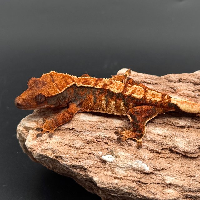 Tri White Spot White Pin Tangerine White