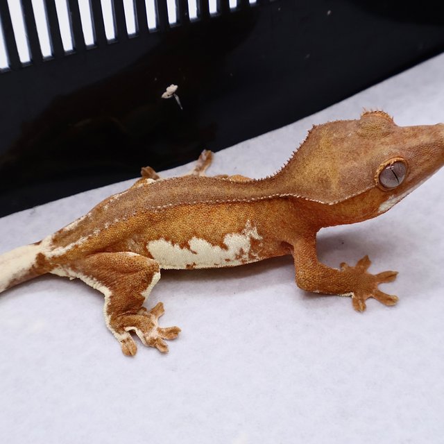 Lilly 100% Het Axanthic