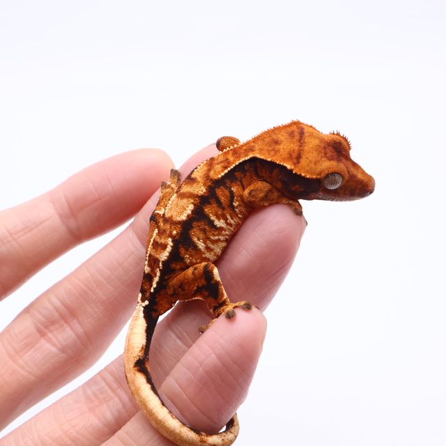트라이