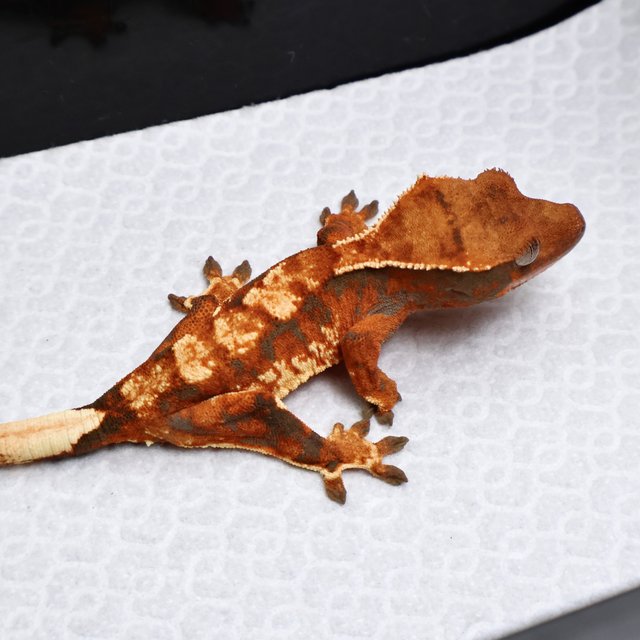 Tangerine White Pin Drippy White White Spot Tri