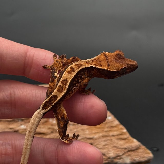 Tri White Spot White Pin Black White Full Pinstripe