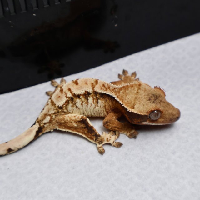 Tri Drippy White Spot White Pin Black White