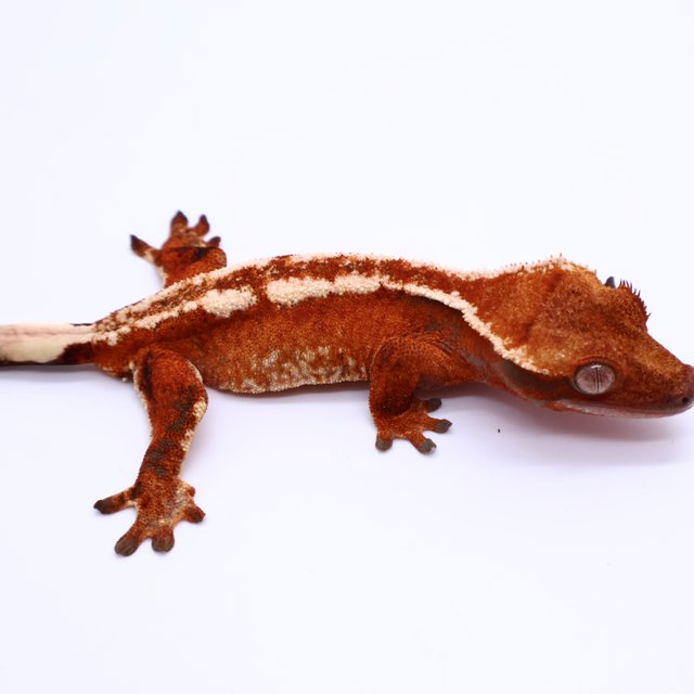 Tri Drippy White Spot White Pin Tangerine White