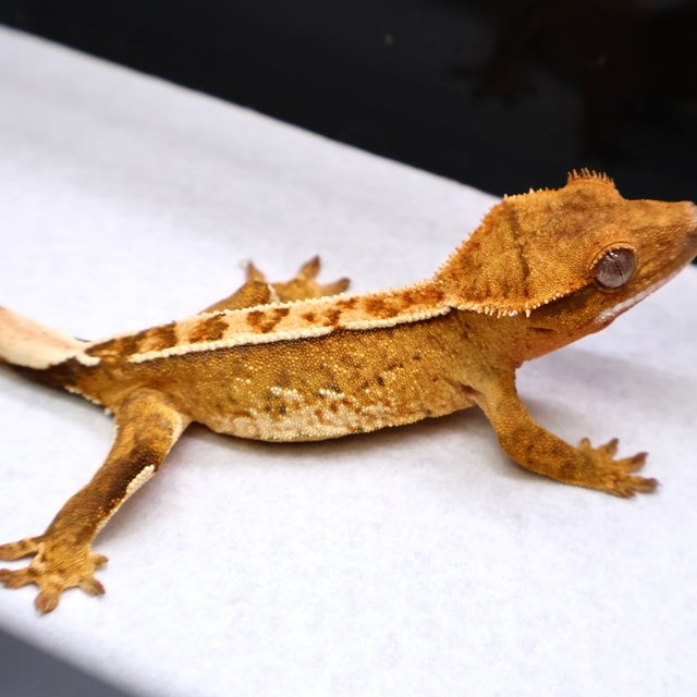 트라이 크림시클 화이트크라운 화이트핀