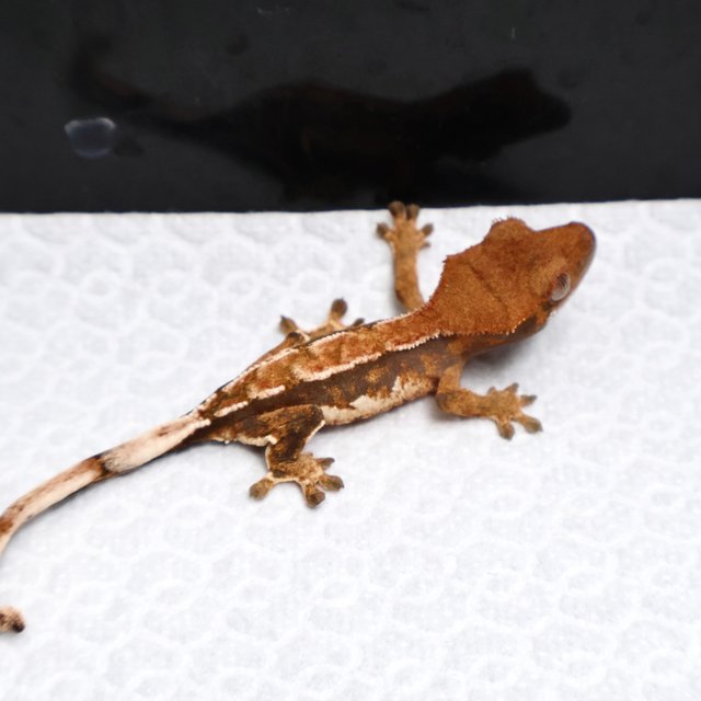 Tri Pinstripe White Spot White Pin Tangerine White