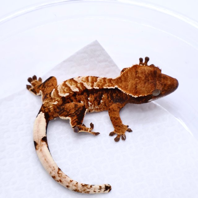 Tri Tangerine White