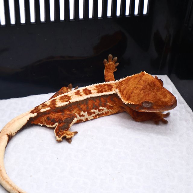 트라이 화이트크라운 화이트핀 텐저린 화이트