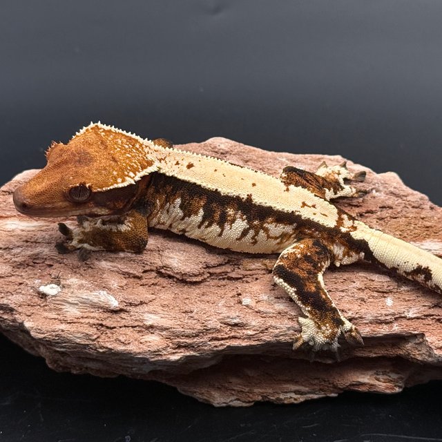 Tri Solid Back White Spot White Pin Tangerine White