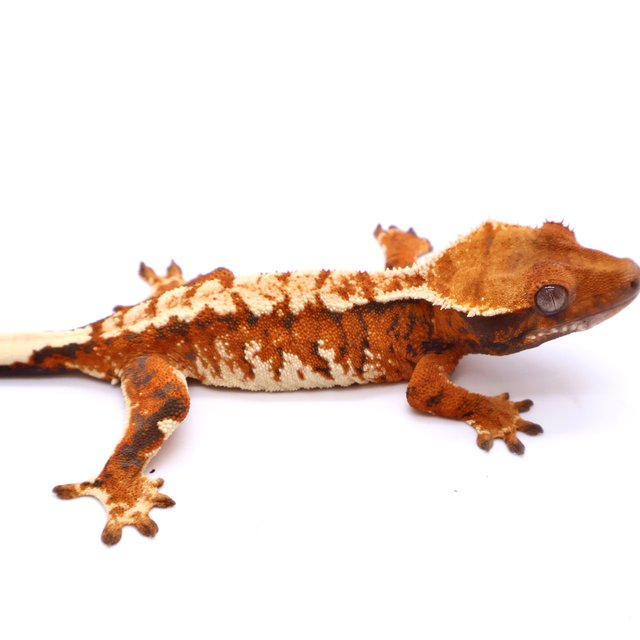 트라이 드리피 화이트스팟 텐저린 화이트