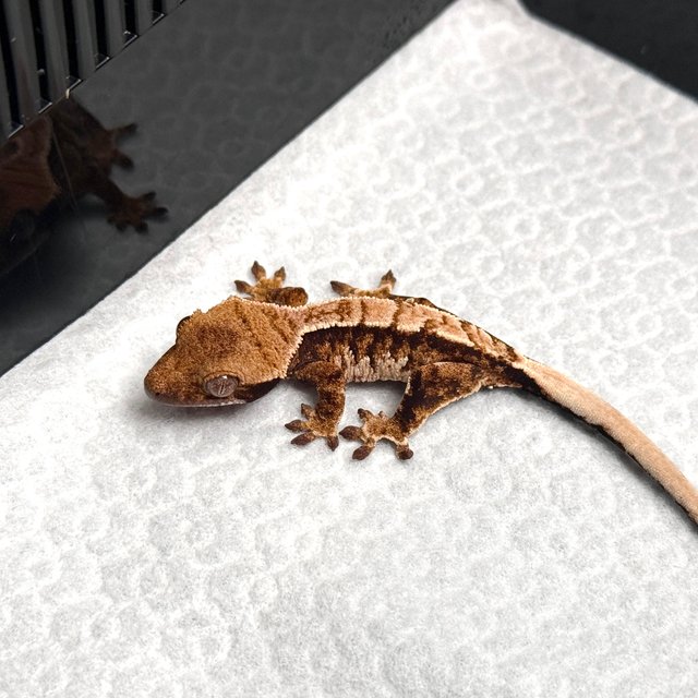 Tri Drippy White Spot White Pin Tangerine White