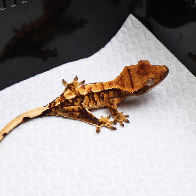 Tri Drippy White Spot White Pin Tangerine White