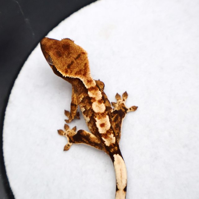 Tri Drippy White Spot White Pin Tangerine White