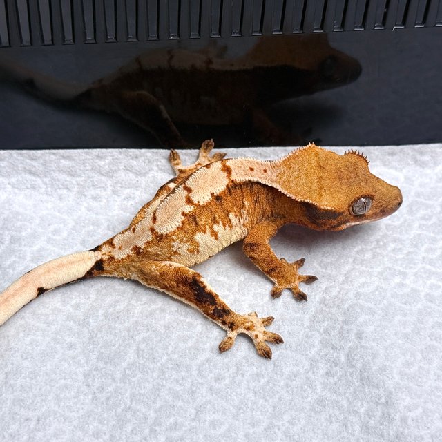 Tri Drippy White Spot White Pin White