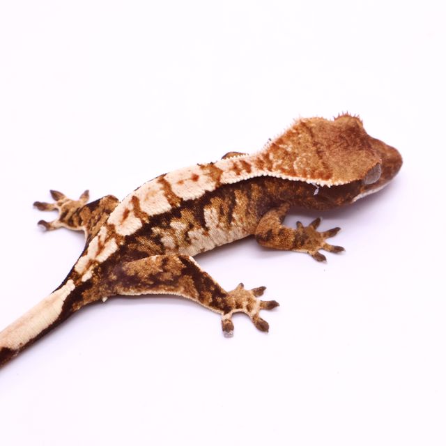 Tri White Pin White Zengex