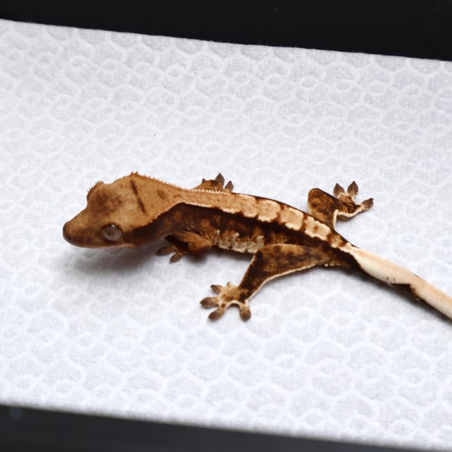 Tri Drippy White Spot White Pin White