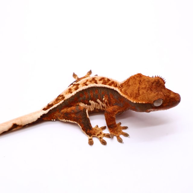 트라이 핀스트라이프 화이트포트홀 화이트핀 텐저린 화이트