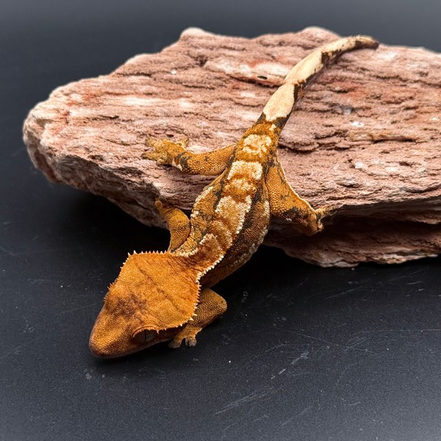 Tri Extreme Harlequin White Pin White Spot Drippy White