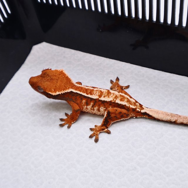 Tri Drippy White Crown White Pin Tangerine White