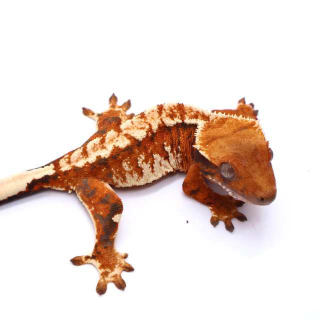 트라이 드리피 화이트스팟 텐저린 화이트