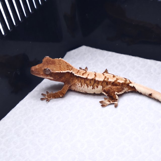 트라이 텐저린 화이트