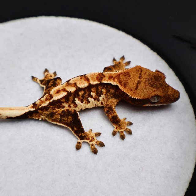 Tri Drippy White Spot White Pin Tangerine White