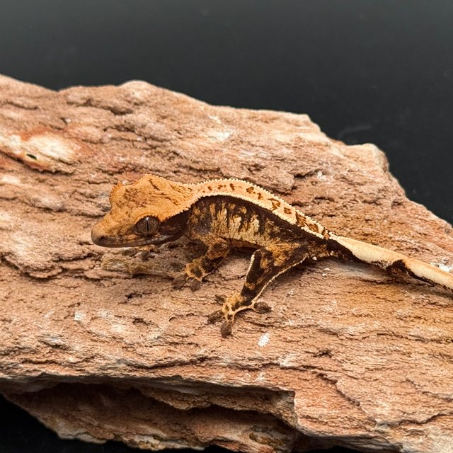 Tri White Spot White Pin White Black