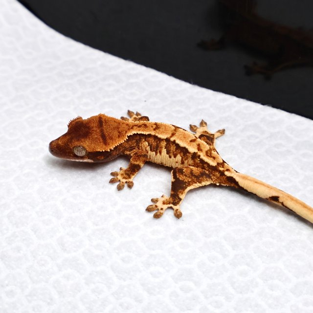 Tri Drippy White Spot White Pin Tangerine White