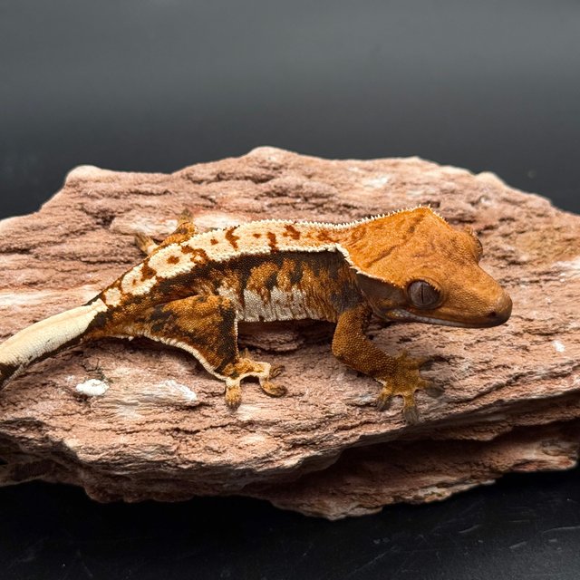 Tri White Spot White Pin White Black