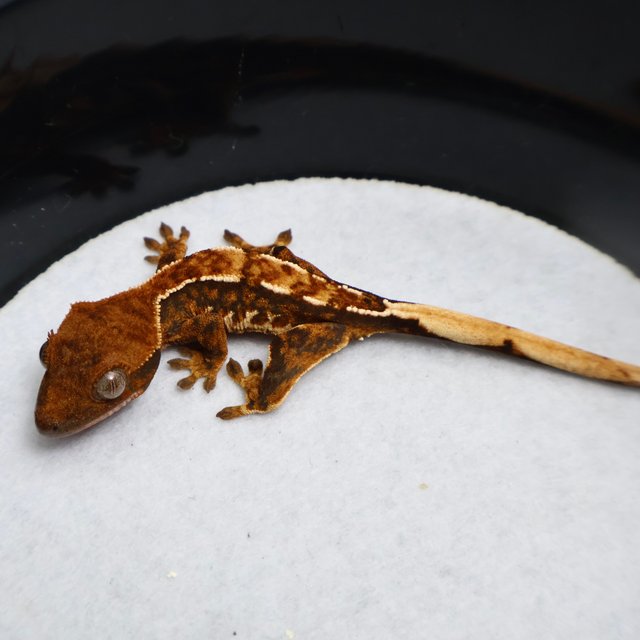 Normal Tri Extreme Harlequin White Spot Tangerine