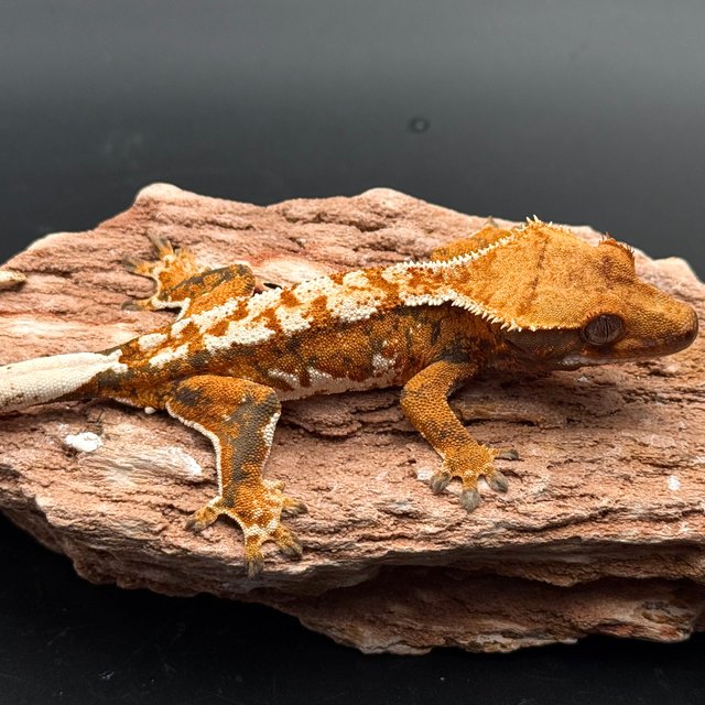 Tri Drippy White Spot White Pin Tangerine White