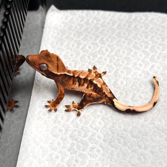 Tri Drippy White Spot White Pin Tangerine White