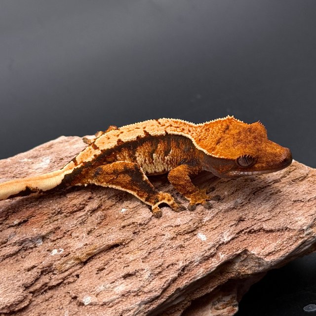 Tri Extreme Harlequin White Spot White Pin Tangerine White