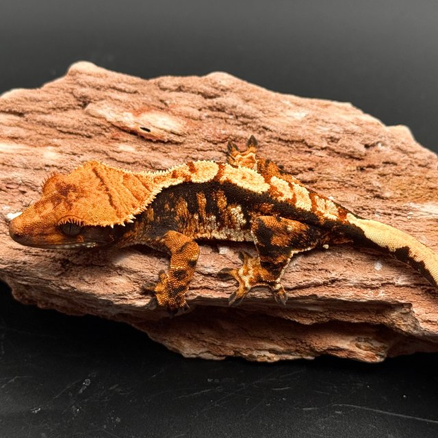 Tri White Spot White Pin Black White