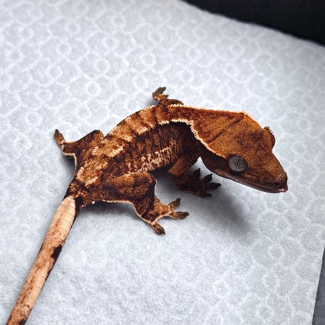 Tri Drippy White Spot White Pin Tangerine White