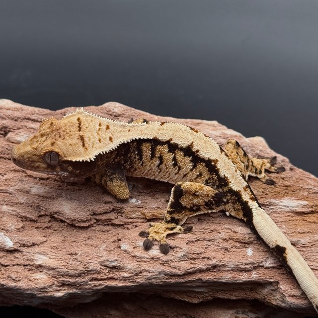 Black Solid Back Tri White White Pin White Spot