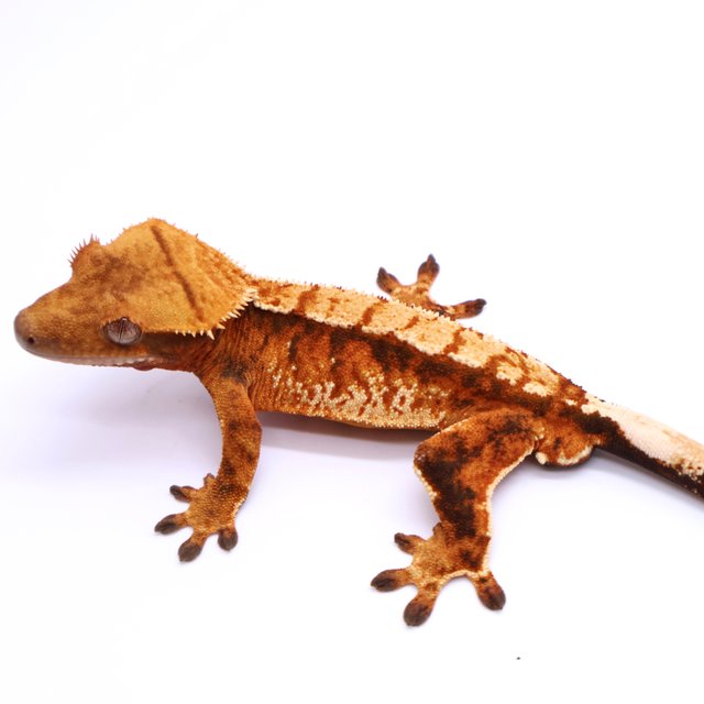Tri Tangerine White