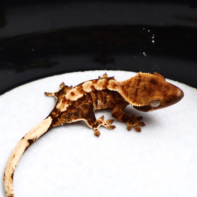 Tri Drippy White Spot White Pin Tangerine White