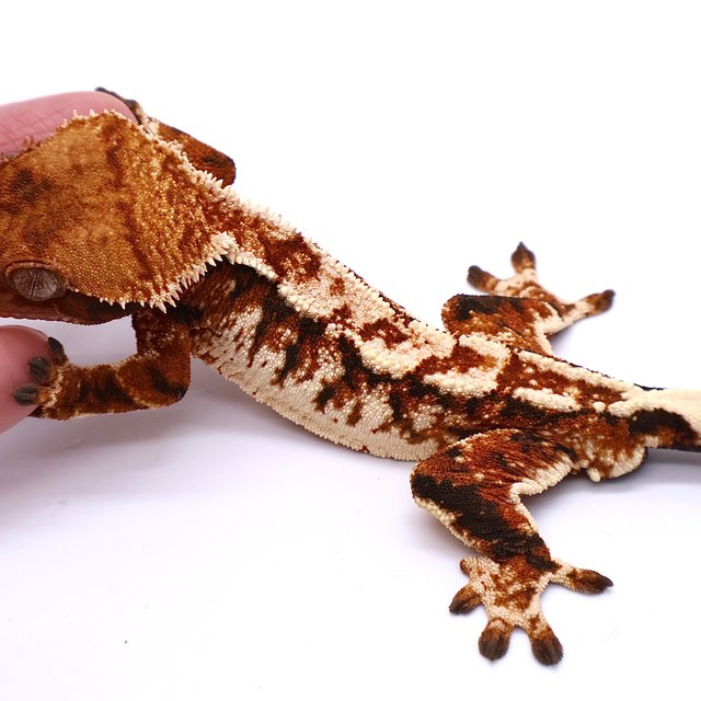 Tri Tangerine White