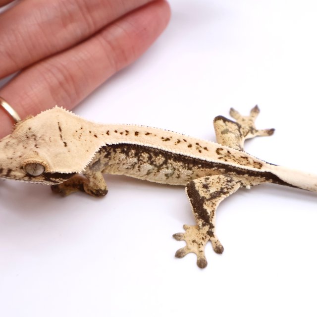 Tri Drippy Full Pinstripe Pinstripe White Spot White Pin