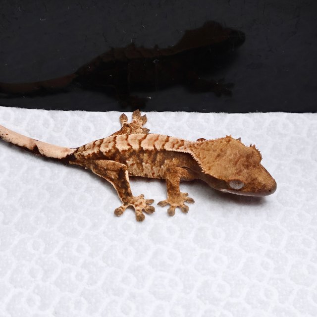 Tri Drippy White Spot White Pin Tangerine White