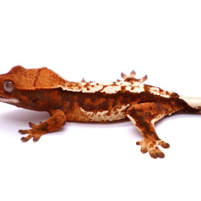 Tri White Spot White Pin Tangerine White