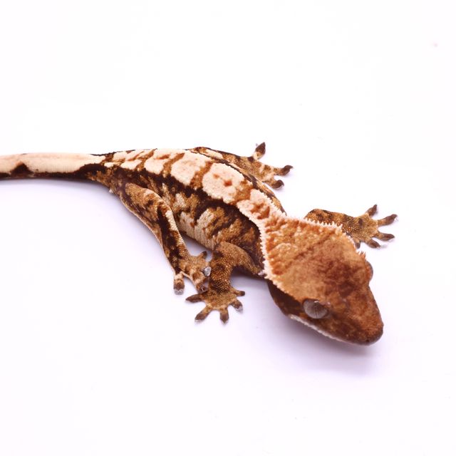 Tri White Pin White Zengex