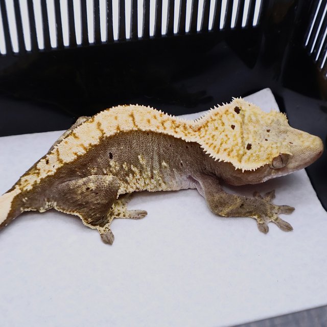 100% Het Axanthic