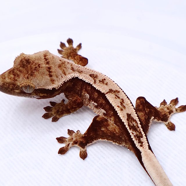 Tri Tangerine White