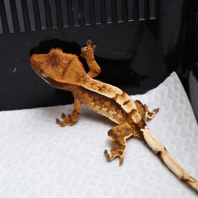 Tri Pinstripe White Spot White Pin White