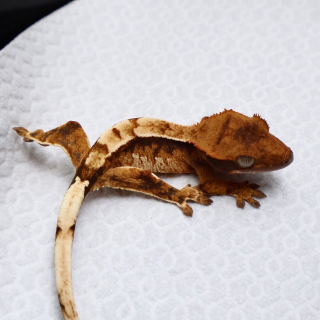 Tri Pinstripe White Spot White Pin White