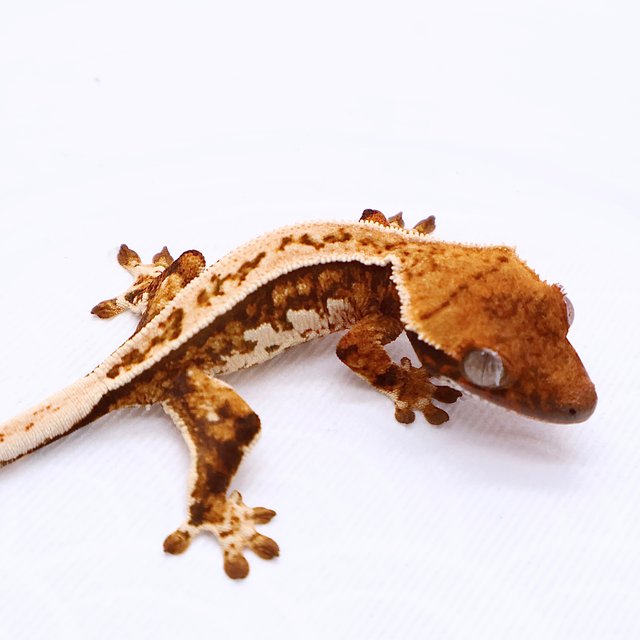 Tri Tangerine White