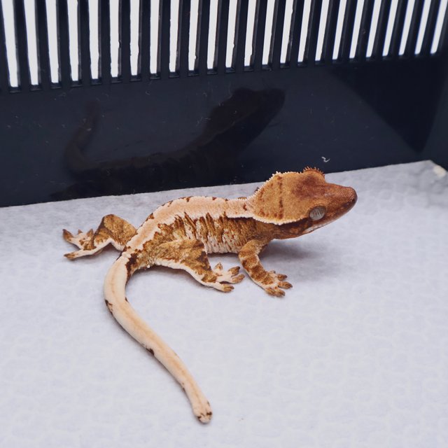 트라이 텐저린 화이트